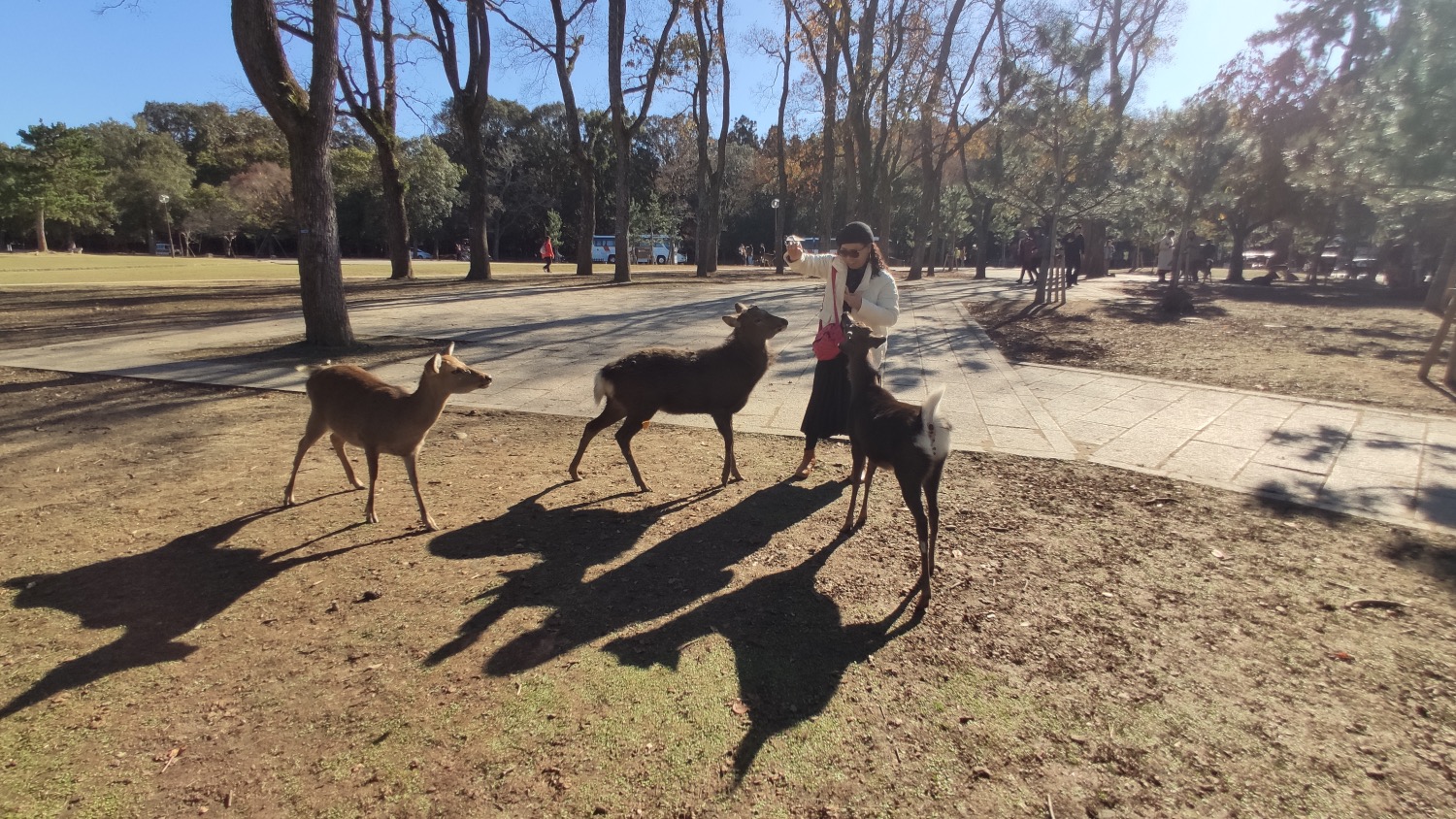 Feeding Deer in Nara Park